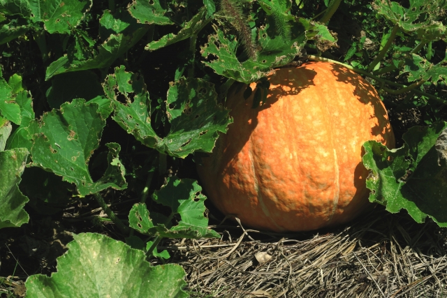 野菜の特性と養分管理のコツ【後編】根菜類と果菜類について｜画像２