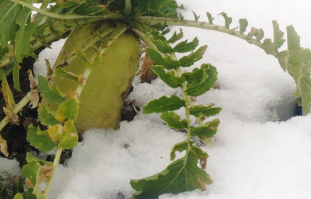 ｜農業に天然資源を活用。積雪の農業利用事例。｜画像１