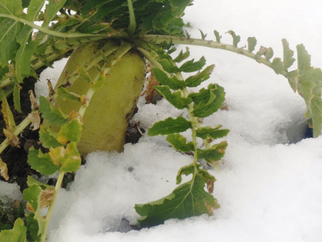 ｜農業に天然資源を活用。積雪の農業利用事例。｜画像１