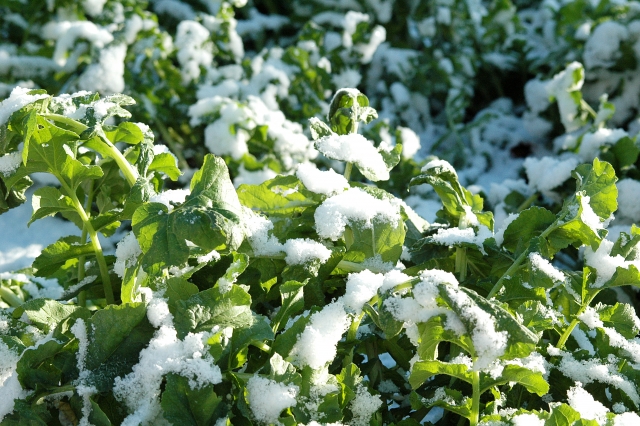 ｜農業に天然資源を活用。積雪の農業利用事例。｜画像２