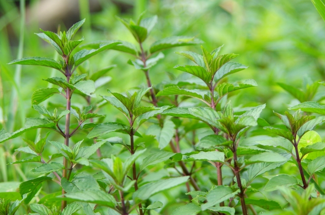 農業の害虫対策に「香り」が役立つ！？香りによる対策法と最新研究を紹介｜画像１