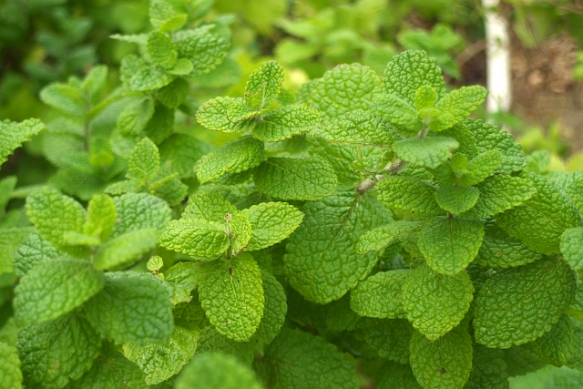 農業の害虫対策に 香り が役立つ 香りによる対策法と最新研究を紹介 農業メディア Think And Grow Ricci