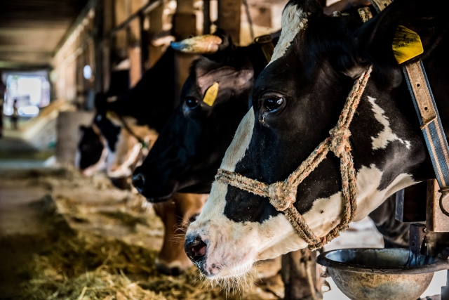 ｜未利用資源を活用する。食品残さを飼料化するエコフィードに期待される点と課題について｜画像１