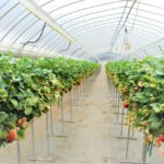 イチゴの栽培方法の一つとしておなじみ「高設栽培」で得られるメリットとは。