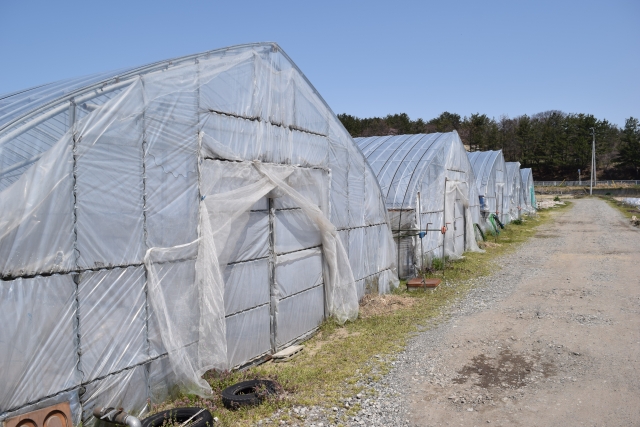 施設園芸の労力＆コスト削減に役立つ養液土耕栽培のメリットと留意点とは。｜画像１