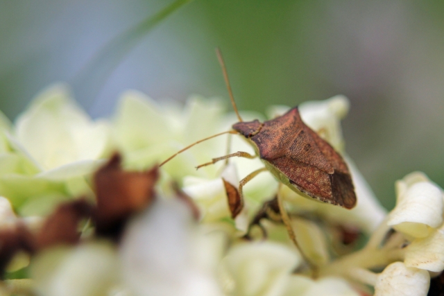 光を利用した害虫対策まとめ。カメムシやアザミウマなど、害虫ごとの光に対する反応と防除法を紹介｜画像２