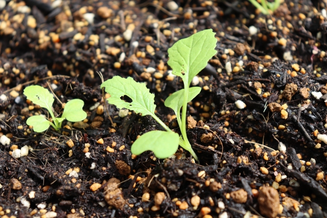 光を利用した害虫対策まとめ。カメムシやアザミウマなど、害虫ごとの光に対する反応と防除法を紹介｜画像３