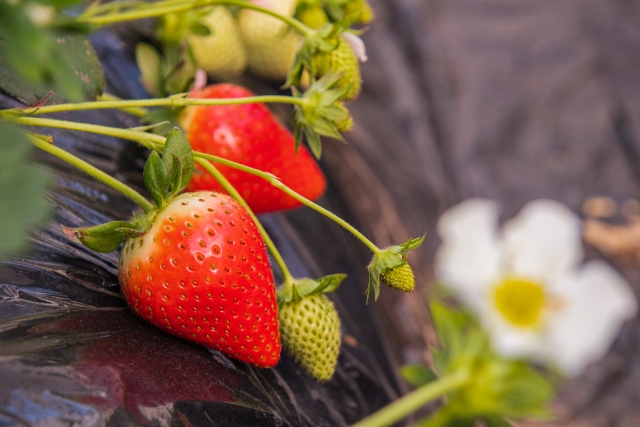 連作障害になりやすい野菜まとめ 連作障害になる仕組みについて 農業メディア Think And Grow Ricci