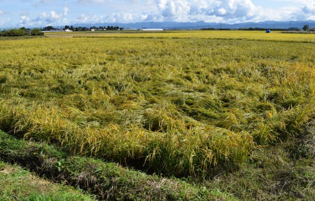 農業気象災害まとめ。風害や塩害など気象災害の種類と対策法について