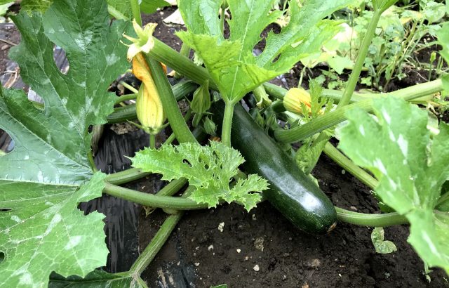 塩害で植物が枯れる 台風シーズンに知っておきたい塩害対策とアフターケアとは 農業メディア Think And Grow Ricci