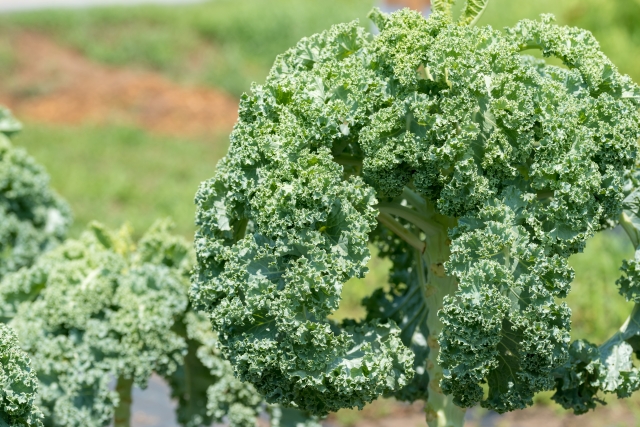 健康によいイメージの野菜「ケール」の注目続く！ケールの種類や栽培方法、注意点まとめ｜画像３