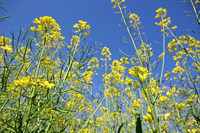 【納豆菌】まだまだある！農業に役立つ納豆菌の効果。炭疽病を抑える、植物の生育を促進する！？｜画像２