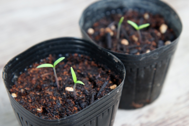 植物への窒素供給に期待！？窒素固定菌「アゾトバクター」とは。｜画像２