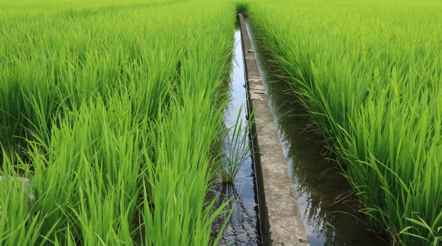 安定的な農業経営のために。稲作後などの水田を利用した野菜づくりについて【後編】｜画像２