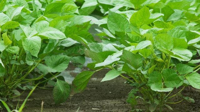 日本の大豆生産について。大豆生産の現状や国内外の需給、今後期待されることとは。｜画像２