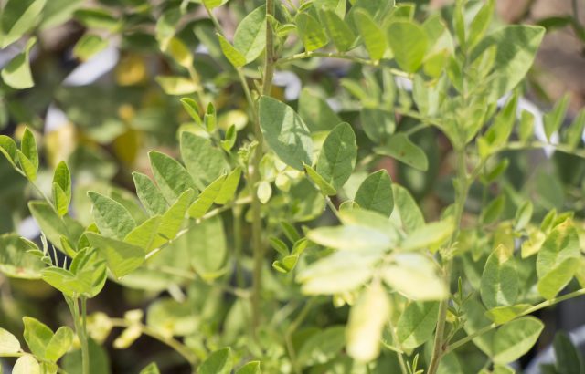 国内産需要に期待あり！？「薬用植物」栽培について｜画像１