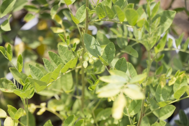 国内産需要に期待あり！？「薬用植物」栽培について｜画像１