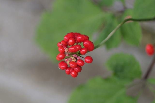 国内産需要に期待あり！？「薬用植物」栽培について｜画像２