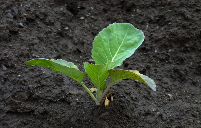 今更聞けない「菌根菌」。菌根菌の分類やよく目にする「アーバスキュラー菌根菌」について。