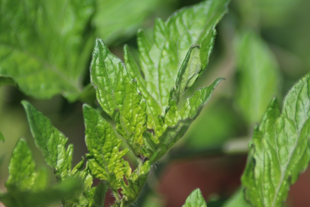 【農業に役立つ納豆菌】納豆菌が属するバチルス属細菌の生物的防除効果まとめ。｜画像２