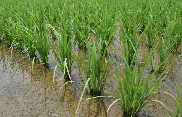 安定的な農業経営のために。稲作後などの水田を利用した野菜づくりについて【前編】