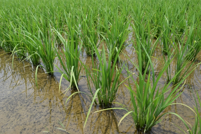 安定的な農業経営のために。稲作後などの水田を利用した野菜づくりについて【前編】｜画像１