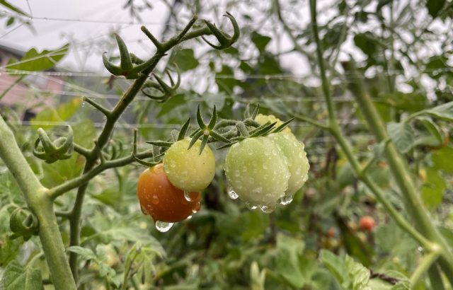 長雨対策の基本と、単純だけど外せない長雨対策アイデアを紹介！