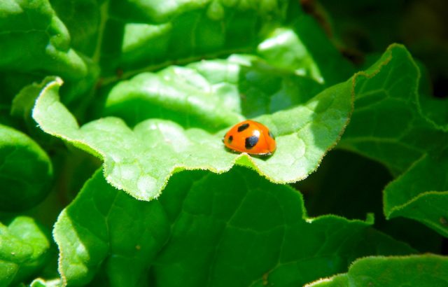 生物農薬市場の今。微生物の農業利用が高まる理由とは。