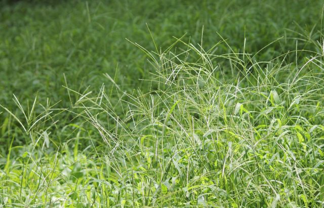 雑草は畑の状態を表す指標になる！雑草と土壌の関係｜画像１