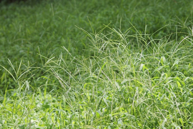 雑草は畑の状態を表す指標になる！雑草と土壌の関係｜画像１