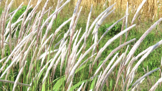 雑草は畑の状態を表す指標になる！雑草と土壌の関係｜画像２