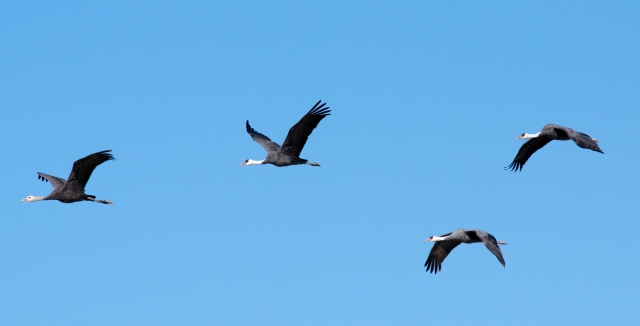 鳥インフルエンザに要注意！どのように広がる？どのように予防すべき？｜画像２