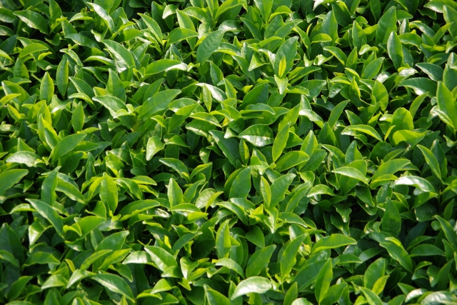 緑茶の消費が拡大！？海外輸出でも注目集まる「緑茶」について｜画像４
