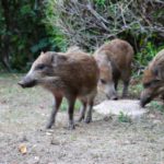 鳥獣から野菜を守るための第一歩！？被害を起きにくくするために知っておきたいこと