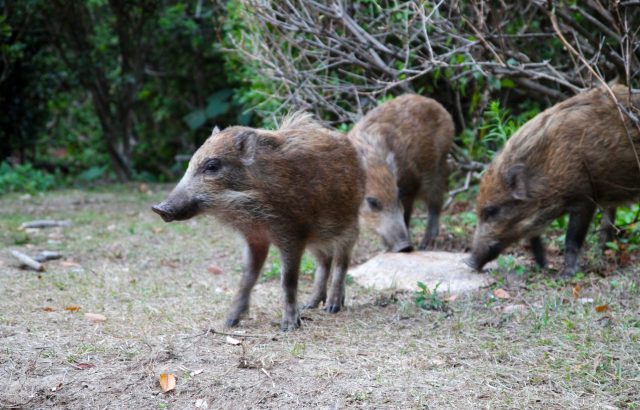 鳥獣から野菜を守るための第一歩！？被害を起きにくくするために知っておきたいこと｜画像１