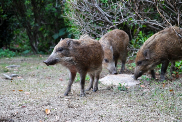 鳥獣から野菜を守るための第一歩！？被害を起きにくくするために知っておきたいこと｜画像１