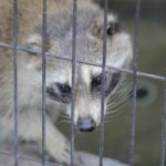 鳥獣害対策アライグマ編。アライグマに効果的な対策方法とは