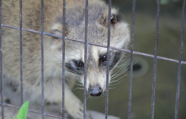 鳥獣害対策アライグマ編。アライグマに効果的な対策方法とは｜画像１