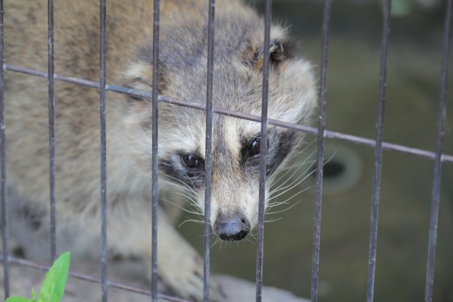 鳥獣害対策アライグマ編。アライグマに効果的な対策方法とは｜画像１