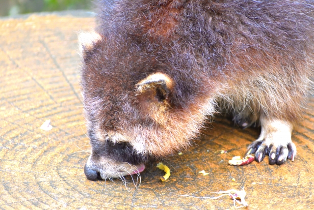 鳥獣害対策アライグマ編。アライグマに効果的な対策方法とは｜画像２