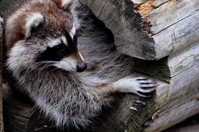 鳥獣害対策アライグマ編。アライグマに効果的な対策方法とは｜画像３