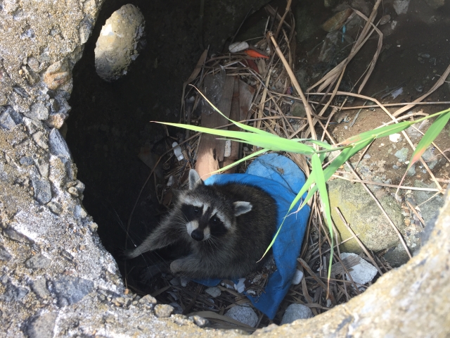 鳥獣害対策アライグマ編。アライグマに効果的な対策方法とは｜画像４