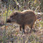 鳥獣害対策イノシシ編。イノシシに効果的な対策方法とは