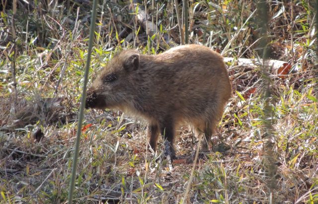 鳥獣害対策イノシシ編。イノシシに効果的な対策方法とは｜画像１