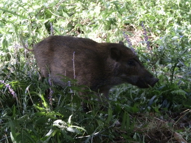 鳥獣害対策イノシシ編。イノシシに効果的な対策方法とは｜画像２