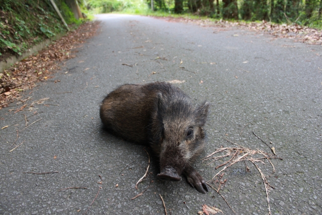 鳥獣害対策イノシシ編。イノシシに効果的な対策方法とは｜画像３