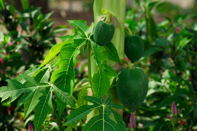 青パパイヤがくる！？2022年に売れる野菜として注目されている青パパイヤとは｜画像２