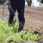 素朴な疑問。なぜ除草剤は雑草に効くのか。どのようにして雑草の生育を抑制するのか。