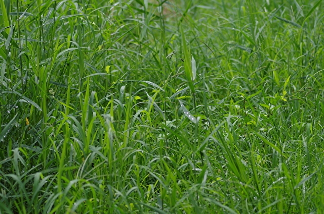 素朴な疑問。なぜ除草剤は雑草に効くのか。どのようにして雑草の生育を抑制するのか。｜画像２