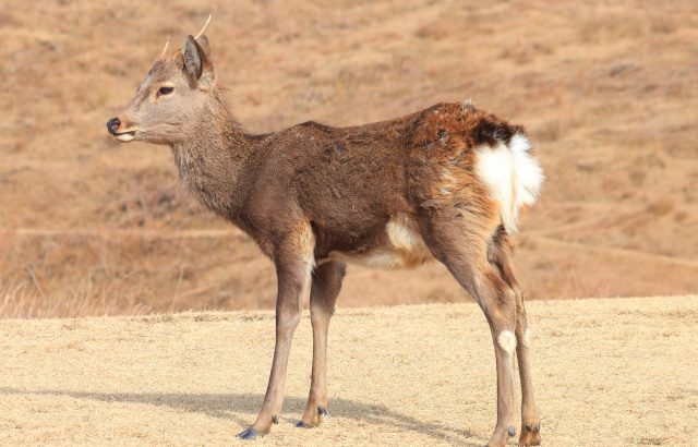 鳥獣害シカ対策。シカに効果的な対策方法とは｜画像１